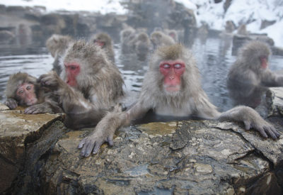 Day Tour Snow Monkey