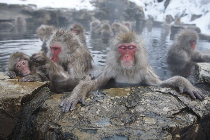Day Tour Snow Monkey